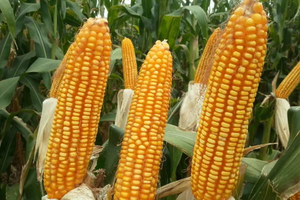 秋丰24玉米种简介，密度4500株/亩左右