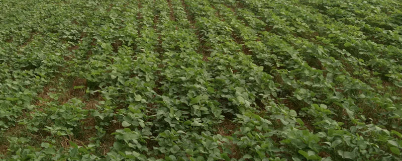 辽鲜豆13大豆种子介绍，及时防治病虫草害