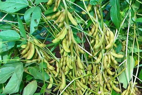 桂夏豆119大豆种子简介，每亩保苗1.3万株左右