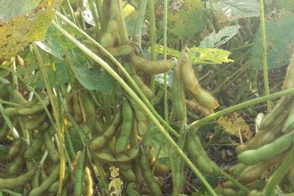 圣豆3号大豆种子特征特性，中等肥力地块4万—5万株/亩