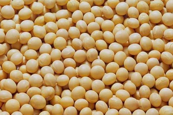 桂夏豆119大豆种子简介，每亩保苗1.3万株左右