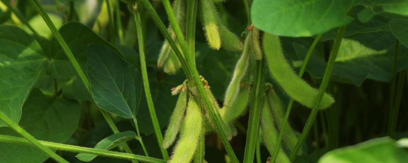 湘春2704大豆品种的特性，根据不同肥力水平调节种植密度