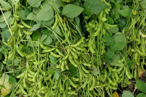 中黄211大豆种子特点，黄淮海夏大豆普通型品种