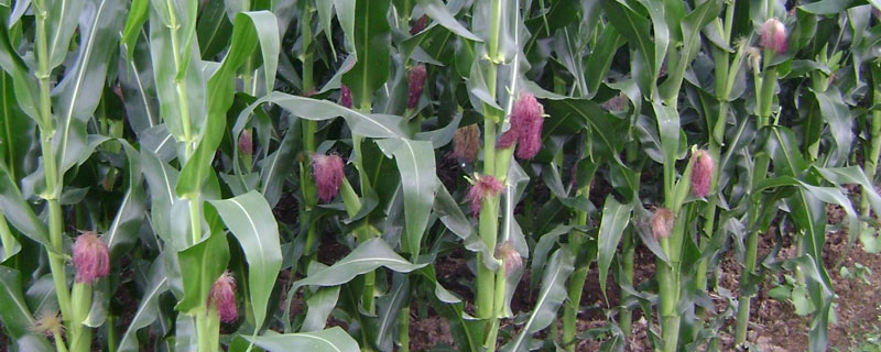合玉158玉米种子特征特性，适宜播种期4月末至5月上旬