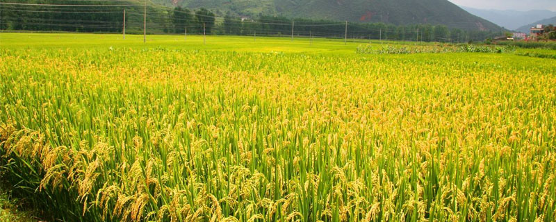 滇禾优801水稻种子简介，粳型三系杂交水稻品种