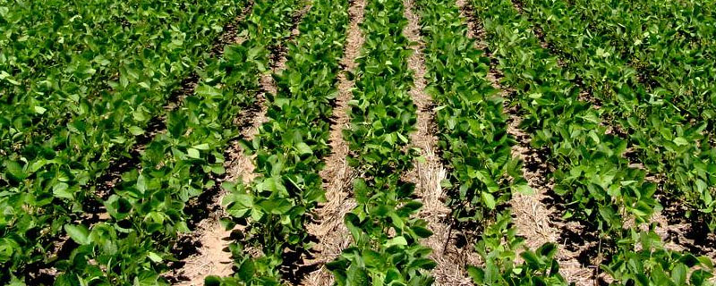 甘豆5号大豆品种简介，高肥力地块保苗1万株/亩