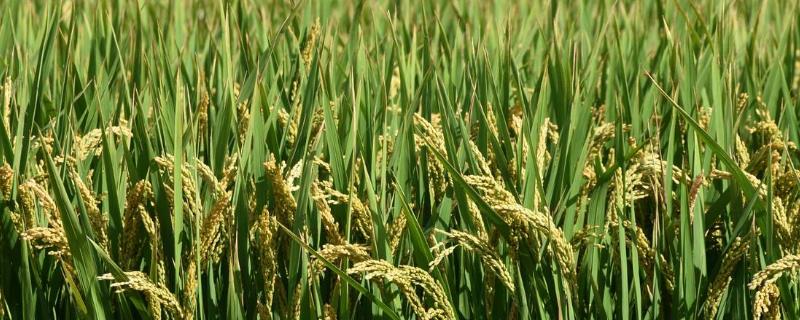 浙粳优27水稻种子简介，秧田播种量每亩10.0千克