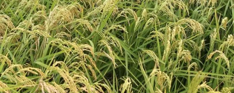 黄美占水稻品种的特性，综合防治病虫害