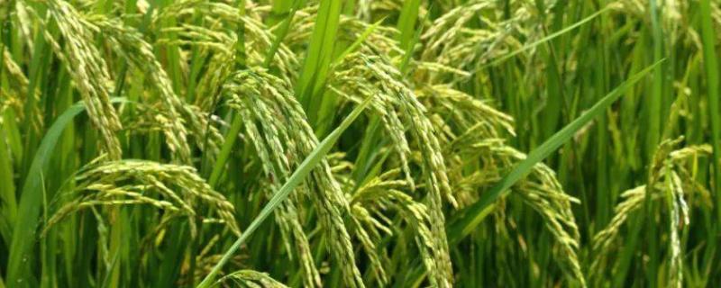 华浙优901水稻种简介，每亩有效穗数18.5万穗