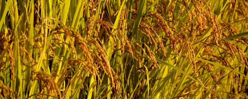 瑞两优1803水稻品种简介，一般6月上旬—6月中旬播种