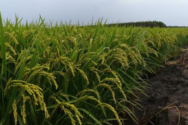 黄美占水稻品种的特性，综合防治病虫害