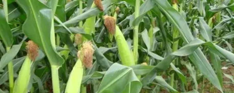 鑫满仓919玉米种子特征特性，适宜播种期4月下旬至5月上旬