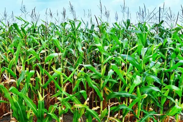 鑫满仓919玉米种子特征特性，适宜播种期4月下旬至5月上旬