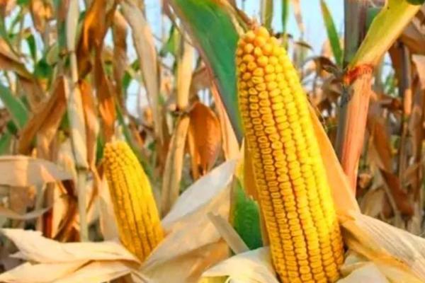 丰垦154玉米种子特征特性，注意防治大斑病