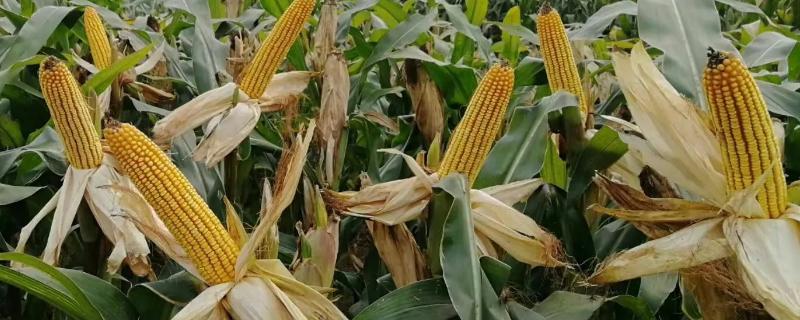 ZL217玉米种子特征特性，密度4200株/亩左右