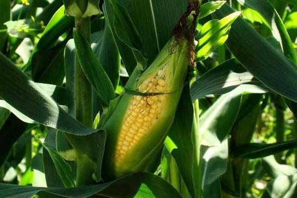 聚隆155玉米种子介绍，密度2500—3000株/亩