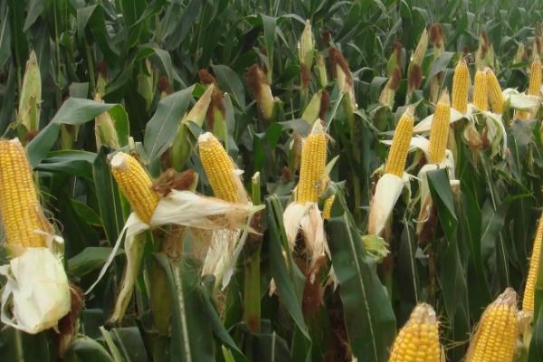鹏举399玉米品种简介，密度4500—5000株/亩