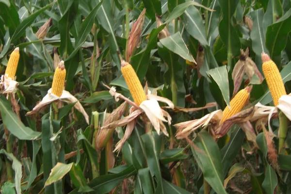 聚隆155玉米种子介绍，密度2500—3000株/亩