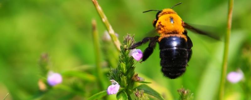 木蜂的种类，常见的有中华木蜂、竹木蜂、长木蜂等
