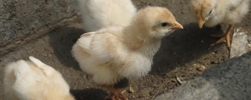 如何喂养刚出壳的小鸡，需要喂适量温水促使小鸡排粪
