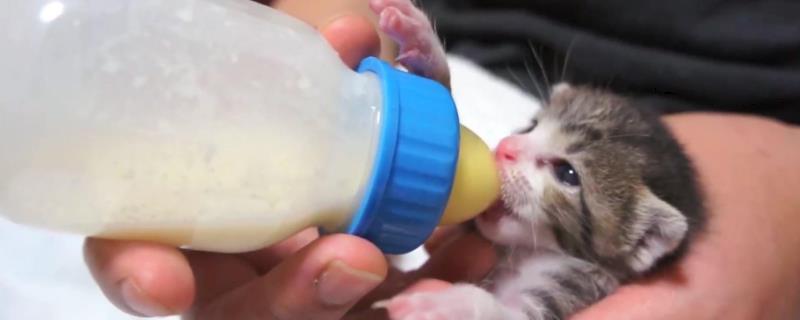 如何人工给小猫喂奶，注意不要喂食牛奶