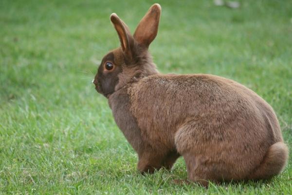 兔子近亲繁殖的危害，近亲繁殖往往会导致严重的生理缺陷