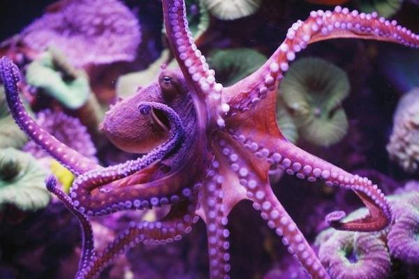 望潮和章鱼的区别，种类和分布均不同