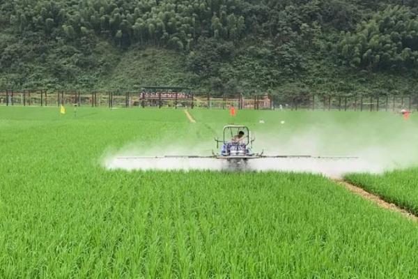 水稻叶片发红如何治疗，需根据病害类型喷施对应农药