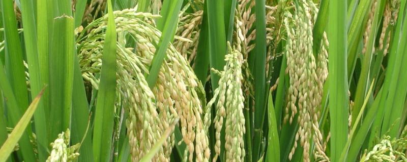水稻主产区在哪，在华南、华中、华北、东北等地区
