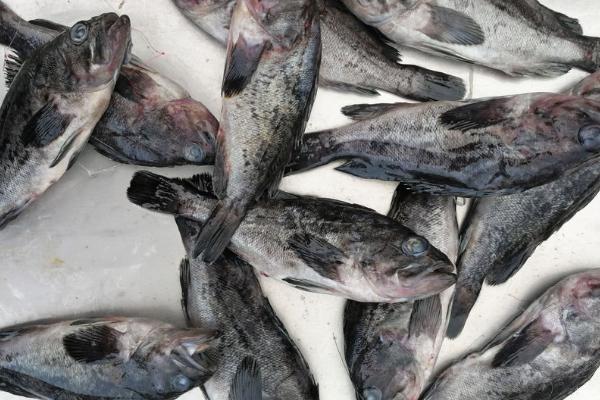 黑头鱼是不是海鱼，分布于太平洋的西部海域