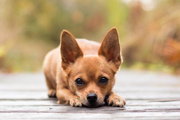 狗狗一直流眼泪的原因及处理方法，可能是有炎症或上火所致
