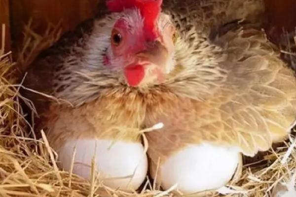 鸡为什么不下蛋，受到惊吓或光照时间太短等均会导致