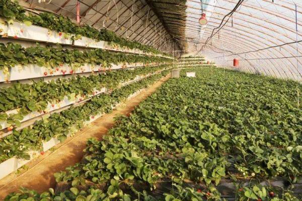 冬季草莓大棚栽培技术要点，定植后立刻浇一次定苗水