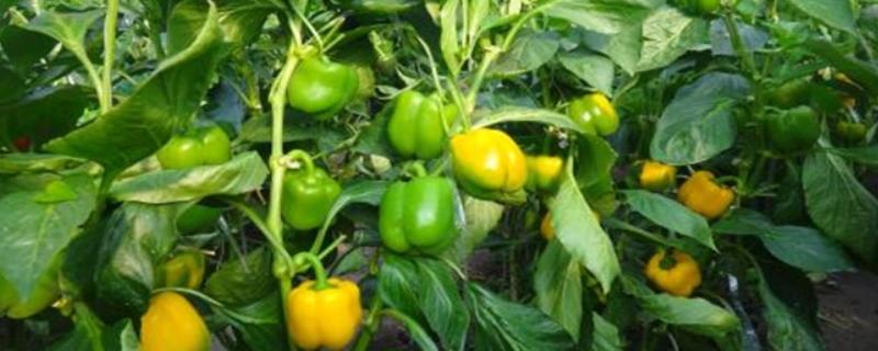 甜椒怎么种才能高产，种植前需晒种