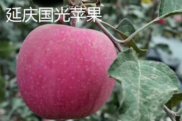 北京市延庆县的特产，包括延庆杏、延庆国光苹果、燕山板栗等种类