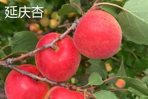 北京市延庆县的特产，包括延庆杏、延庆国光苹果、燕山板栗等种类