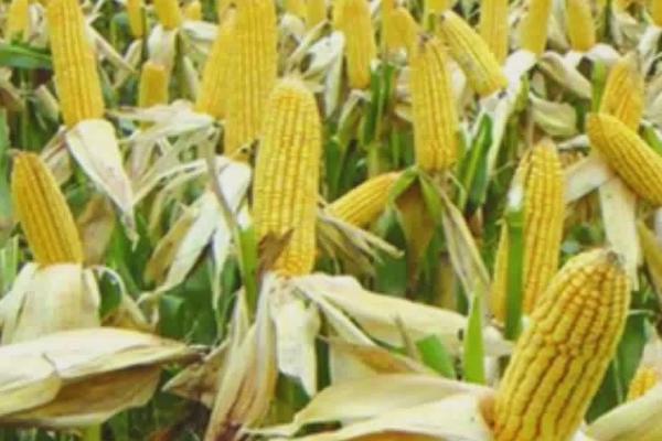 春秋219玉米品种简介，适合种植在吉林省内的中晚熟玉米区