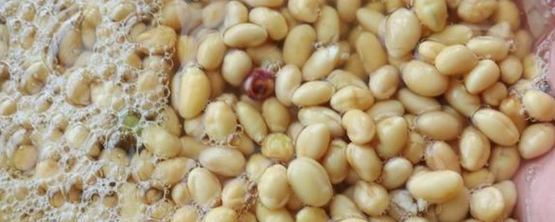 如何用大豆巧制氨基酸叶面肥，大豆粉和发酵菌剂的比例为1:100