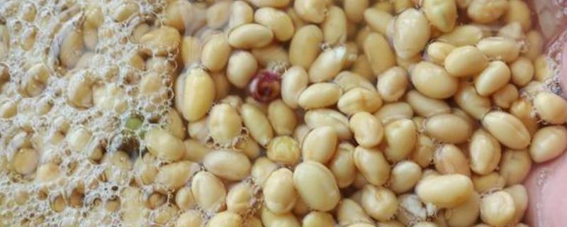 如何用大豆巧制氨基酸叶面肥，大豆粉和发酵菌剂的比例为1:100