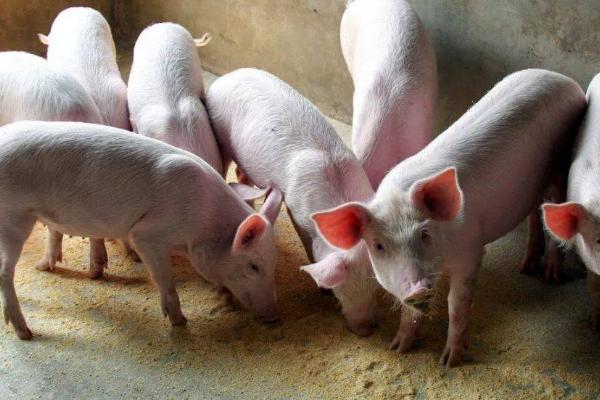 给猪喂小苏打的注意事项，要适量且不能与维生素B1、B2等同时使用
