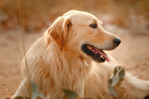 金毛犬和拉布拉多的区别，从外观、性情、服从性、运动量都不同