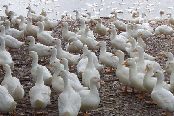 怎么防治鸭子互相啄毛，可以改善饲养环境或饲料等