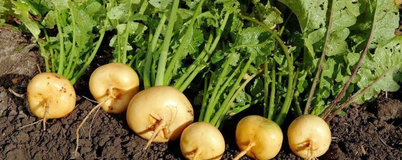 芜菁什么时候收获，一般在9月中旬至翌年3月收获