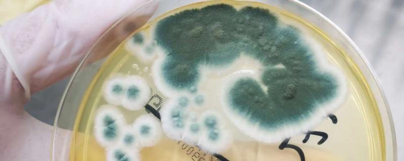 食用菌青霉菌的发生症状，会分泌毒素造成食用菌菌丝死亡