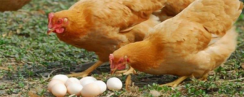 自家养的鸡冬天怎么让它下蛋，保持鸡舍温度和提供光照等