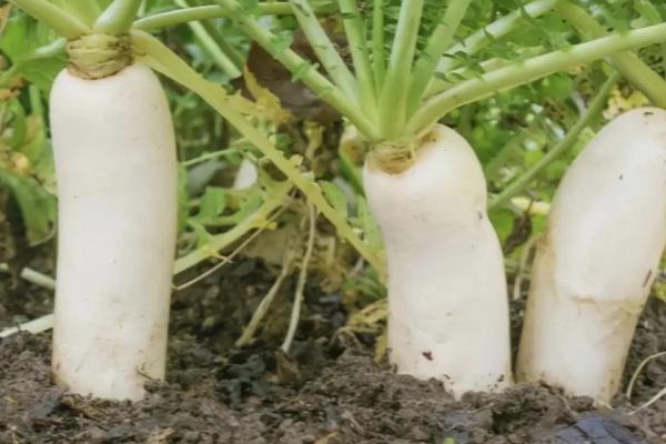越夏萝卜如何才能高产，出苗后要注意间苗、膨大期可喷施叶面肥