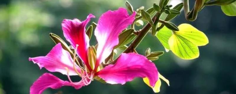 紫荆花的花语，寓意繁荣、壮观、奋进