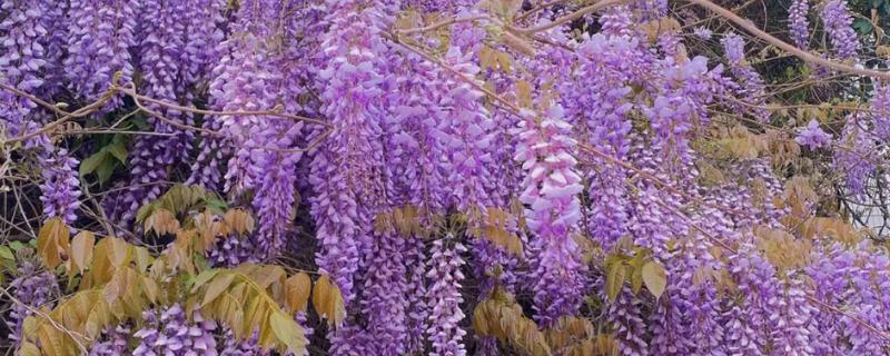 紫藤的繁殖方法，可扦插、播种或压条繁殖