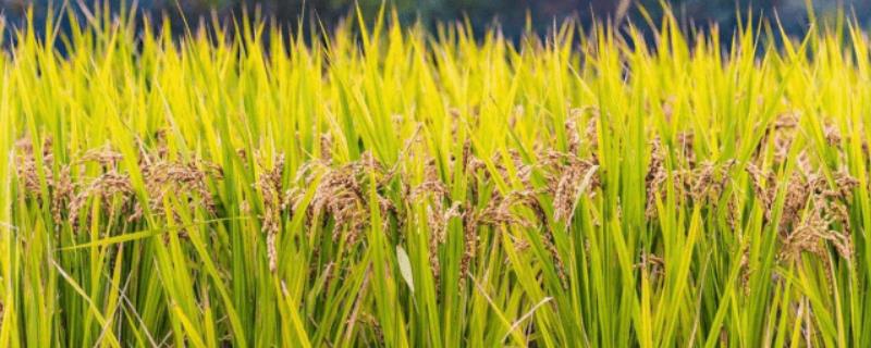 千乡优926水稻种子简介，该品种基部叶鞘绿色