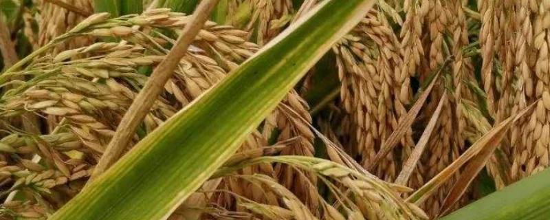 越香稻水稻种子介绍，综合防治病虫害